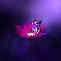 glitter butterfly images for dp